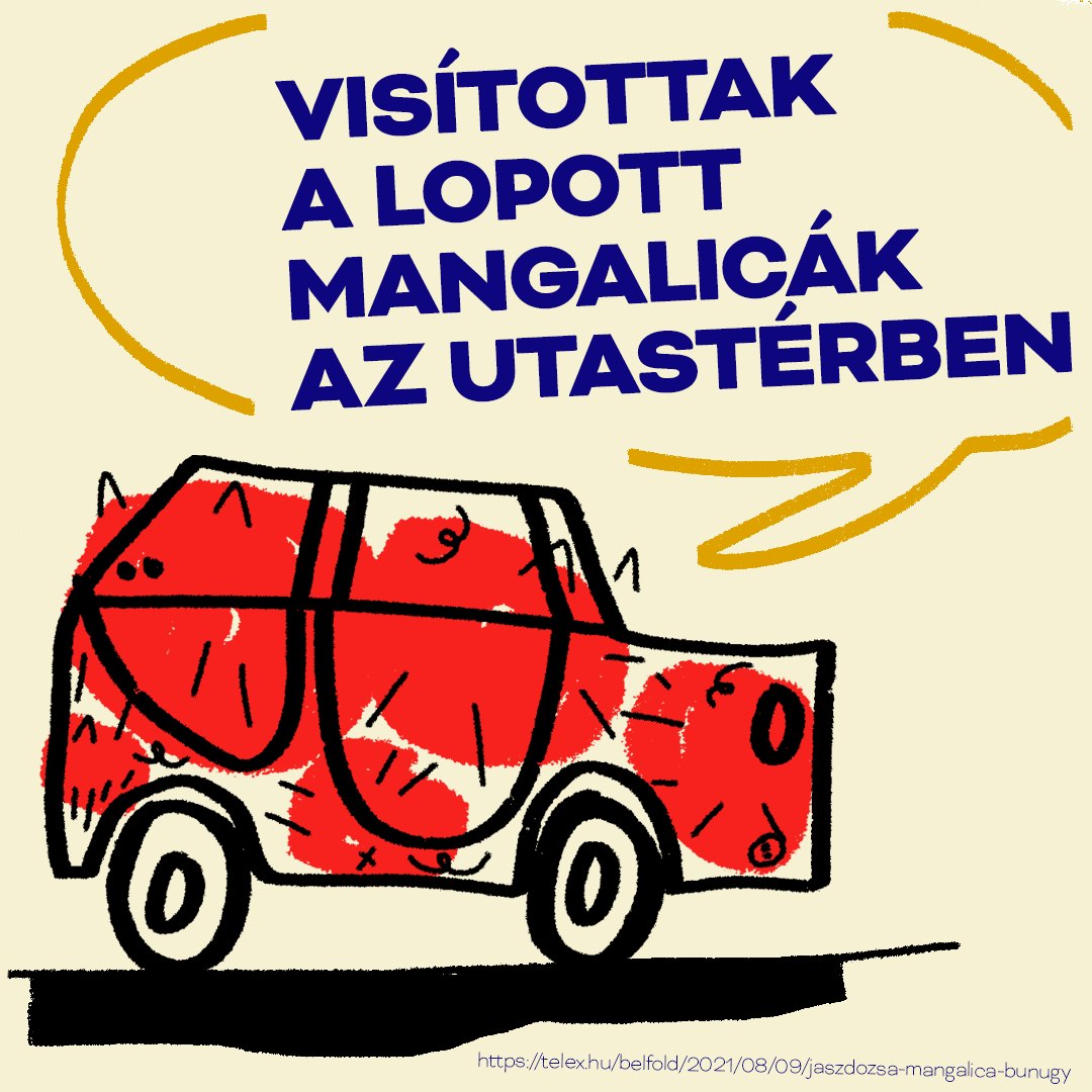 Stolen mangalica pigs news illustration